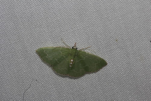 Synchlora irregularia