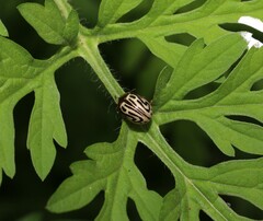 Zygogramma bicolorata