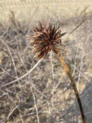 Cyperus capitatus
