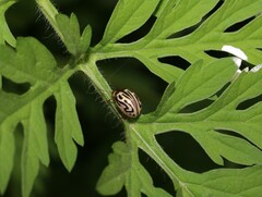 Zygogramma bicolorata