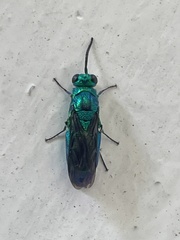 Chrysis lincea