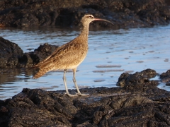 Numenius phaeopus hudsonicus