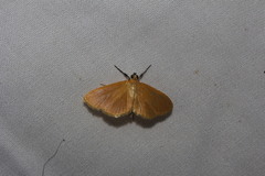 Phaedropsis