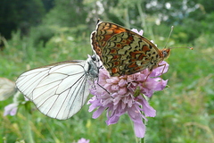 Melitaea phoebe