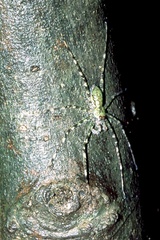 Pandercetes