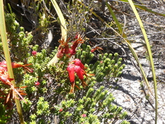 Erica monadelphia