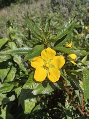Ludwigia elegans