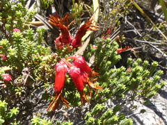 Erica monadelphia
