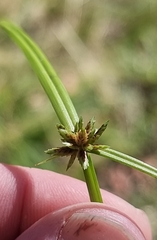 Cyperus laevis