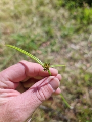 Cyperus laevis