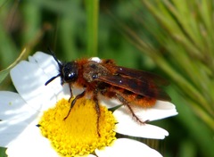 Dasyscolia ciliata
