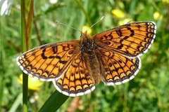 Melitaea parthenoides
