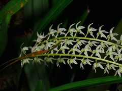 Dendrochilum
