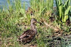 Anas platyrhynchos