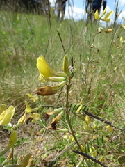 Vicia grandiflora