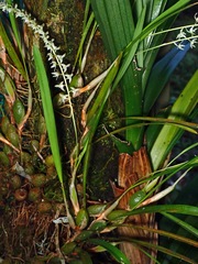 Dendrochilum