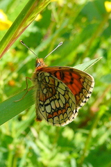 Melitaea parthenoides