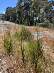 Dianella tarda