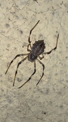 Herennia multipuncta