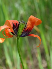 Papaver argemone