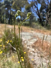 Dianella tarda