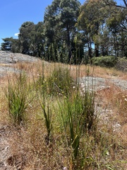 Dianella tarda