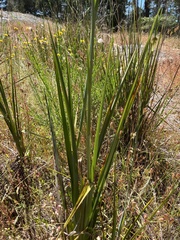 Dianella tarda