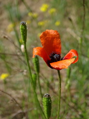Papaver argemone