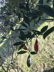 Ternstroemia gymnanthera