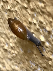 Spiraxidae