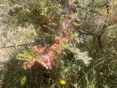 Dodonaea boroniifolia