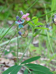 Lathyrus linifolius