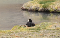 Fulica gigantea