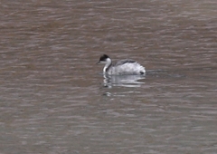 Podiceps occipitalis