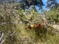 Dodonaea boroniifolia