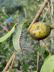 Chrysaeglia magnifica