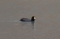 Fulica gigantea