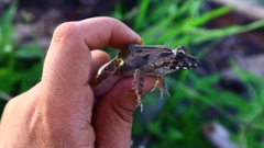 Limnonectes leporinus