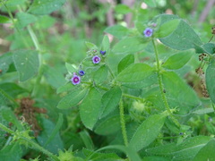 Asperugo procumbens
