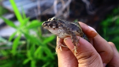 Limnonectes leporinus