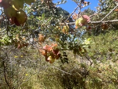 Dodonaea boroniifolia