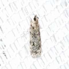 Scoparia chiasta