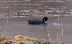 Fulica ardesiaca