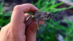 Limnonectes leporinus