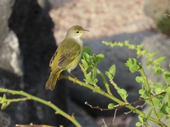 Setophaga petechia aureola