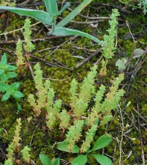 Veronica verna