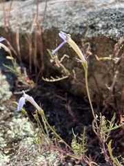 Lithotoma axillaris