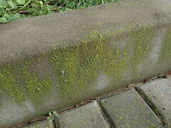 Flavoplaca