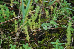 Veronica verna