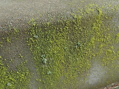 Flavoplaca